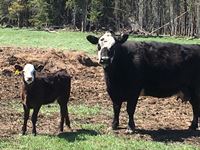    (7) British Cross Mature Cow/Calf Pairs