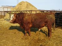 4 Year Old Simmental Bull (red)