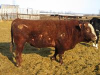 3 Year Old Simmental Bull (red)