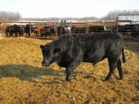 2 Year Old Blk Simmental/Black Angus 