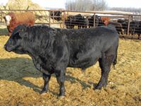 2 Year Old Blk Simmental/Black Angus 