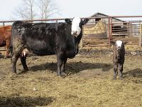 50+/- Angus & Angus Crossbred Cow/Calf Pairs