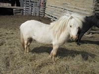 White Pony Stud