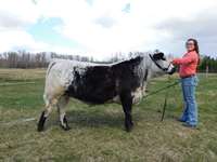    Black & White Speckle Park Crossbred Steer "Yogi"