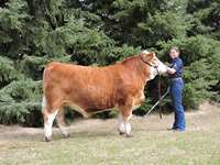    Red Brockle Face Simmental Crossbred Steer "Sully"