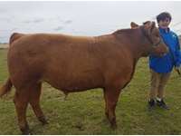    Red Angus Steer "Boomer"