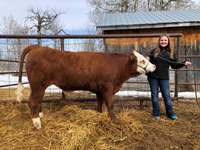    Red White Face Simmental  Crossbred Steer "Goggles"