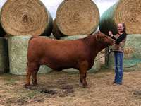    Red Simmental Crossbred Steer "Domoono"