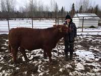    Red Simmental Steer "Wright"