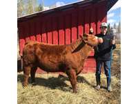    Red White Face Simmental  Crossbred Steer "Big Chungus"