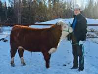    Red White Face Hereford Crossbred Steer "Andy"