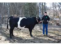   Simmental/Belted X Steer "Andrew"