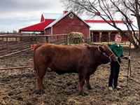    Red Angus X Steer "Drive-Moo Only"