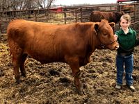    Red Angus X Steer "COWvID-1930"
