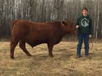    " Butcher" Red Angus Steer   "Kealey Cuddihey" 1265 lbs