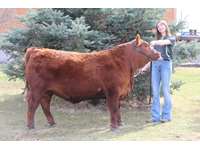    " Jax " Red Angus Steer   "Leah Churchill" 1310 lbs