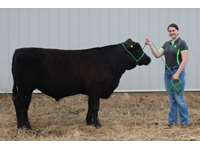    " RB (Roast Beef) " Black Angus Steer   "Julianna Russell" 1260 lbs