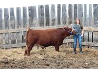    "Twizzler" Red Angus Simmental X Steer   "Hailey Russell" 1210 lbs