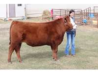    "Hersheys" Red Angus X Steer   "Madison Bouius" 955 lbs