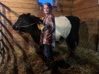    "Oero" Simmental Belted Galloway X Steer   "Payton Prutton" 990 lbs