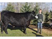  Buster  Simmental X Steer " Buster"
