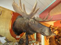    Moose Shoulder Mount