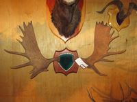    Moose Antlers