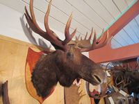    Moose Shoulder  Mount