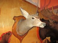    Mule Deer Shoulder Mount