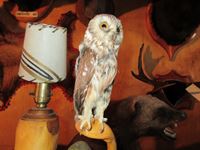    Northern Saw Whet Owl