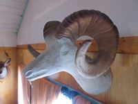    Mountain Sheep Thin Horn (no skull)