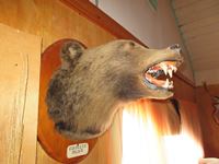    Grizzly Bear Shoulder Mount