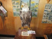    Bald Eagle Full Mount