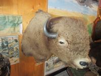    Buffalo Shoulder Mount