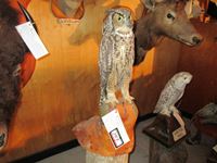    Great Horned Owl Full Mount