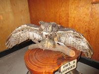    Great Horned Owl & Columbian Ground Squirrel Full Mount