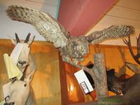   Great Horned Owl