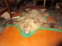    Grizzly Bear Rug