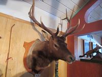    Elk Shoulder Mount (Bull)