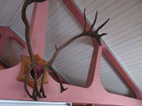    Caribou Antlers