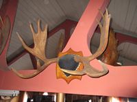    Moose Antlers