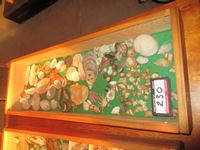    Cabinet with Sea Shell Collection