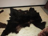    Black Bear Rug