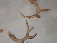    Quantity of Antlers