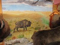   Canvas Buffalo Painting