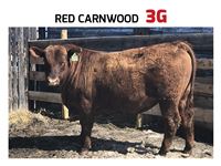    Red Carnwood 3G Angus Bull (TW)
