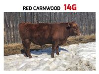    Red Carnwood 14G Angus Bull