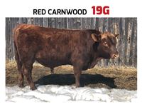    Red Carnwood 19G Angus Bull