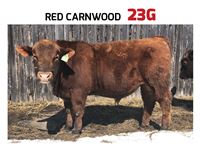    Red Carnwood 23G Angus Bull