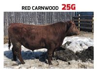    Red Carnwood 25G Angus Bull